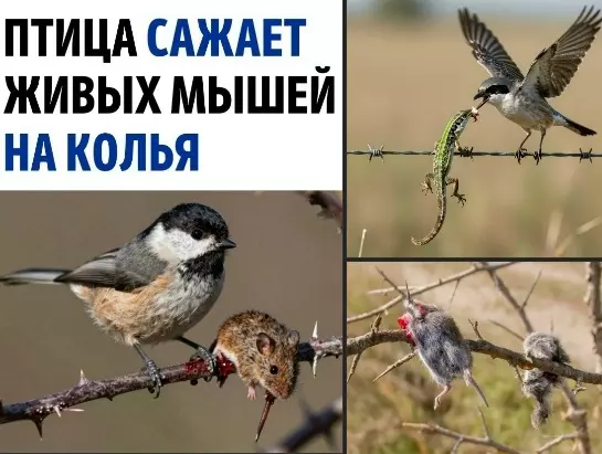 Эти забавные животные