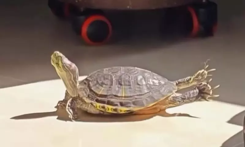 Эти забавные животные