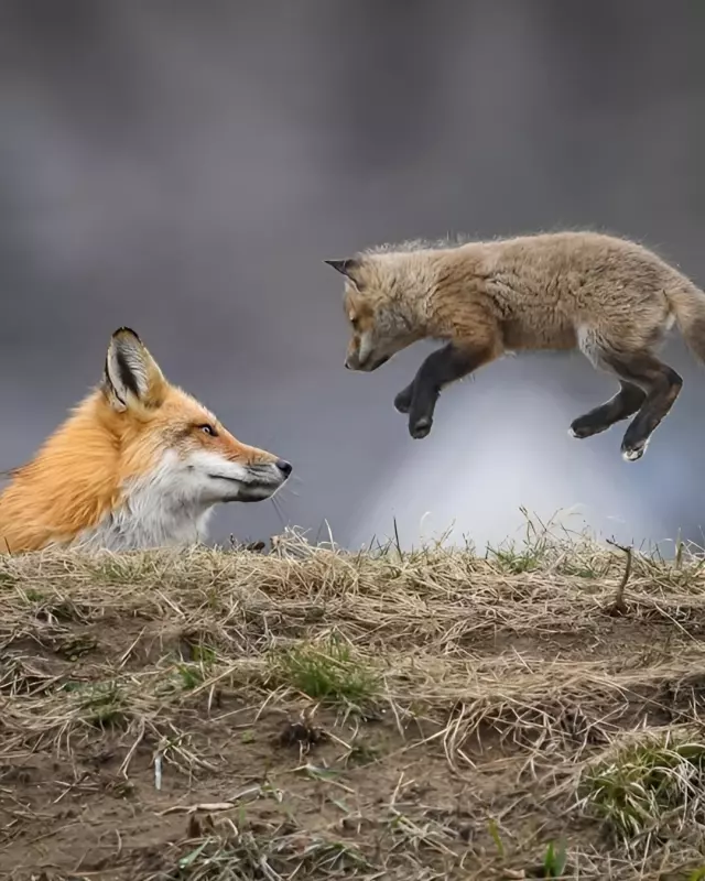 Эти забавные животные