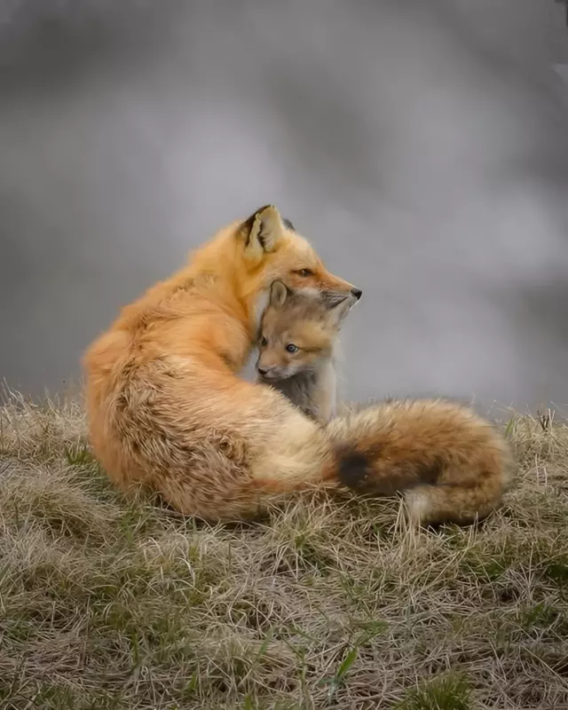 Эти забавные животные