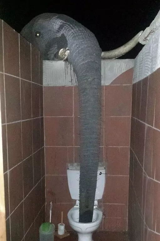 Эти забавные животные
