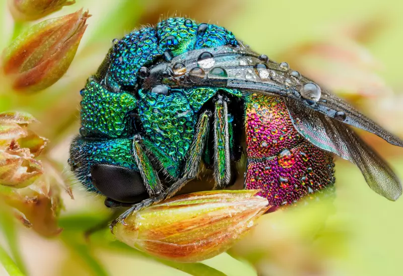 Эти забавные животные