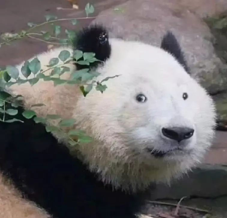 Эти забавные животные