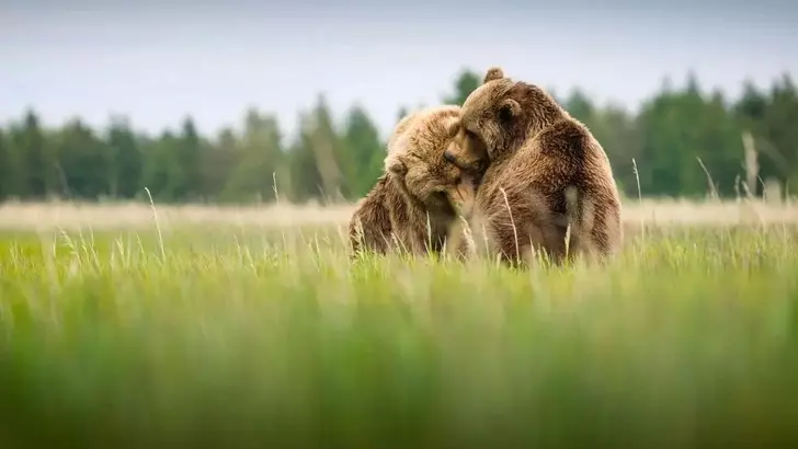 Эти забавные животные