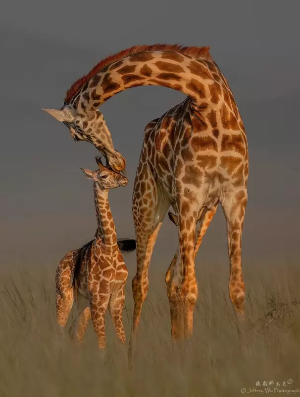 Эти забавные животные