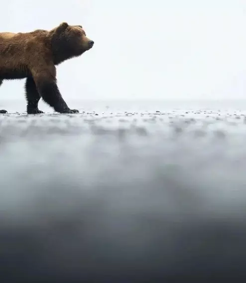 Эти забавные животные