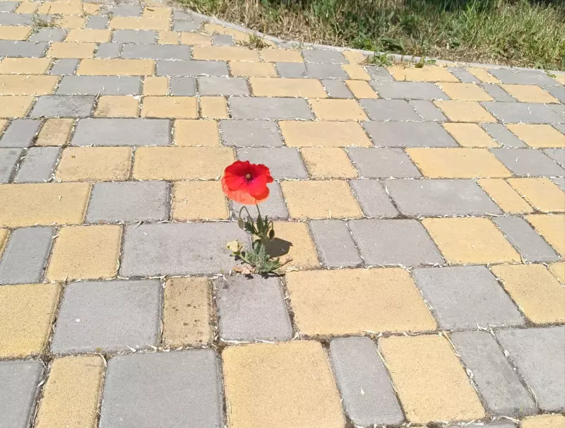 Фотонастроение