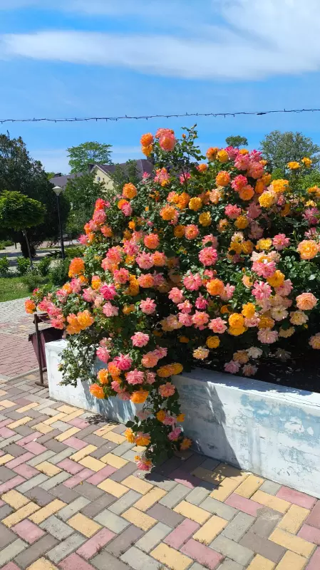 Фотонастроение