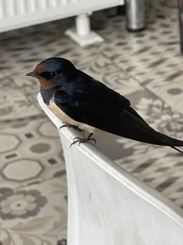 Фотонастроение