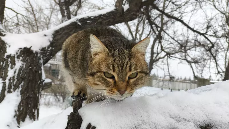 Фотонастроение