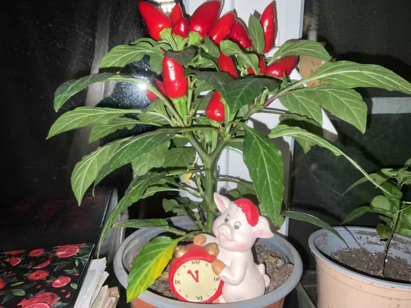 Загородная жизнь - обустройство на земле во всем разнообразии