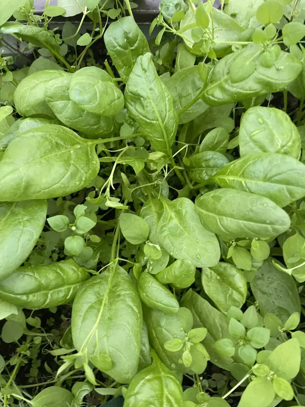 Загородная жизнь - обустройство на земле во всем разнообразии