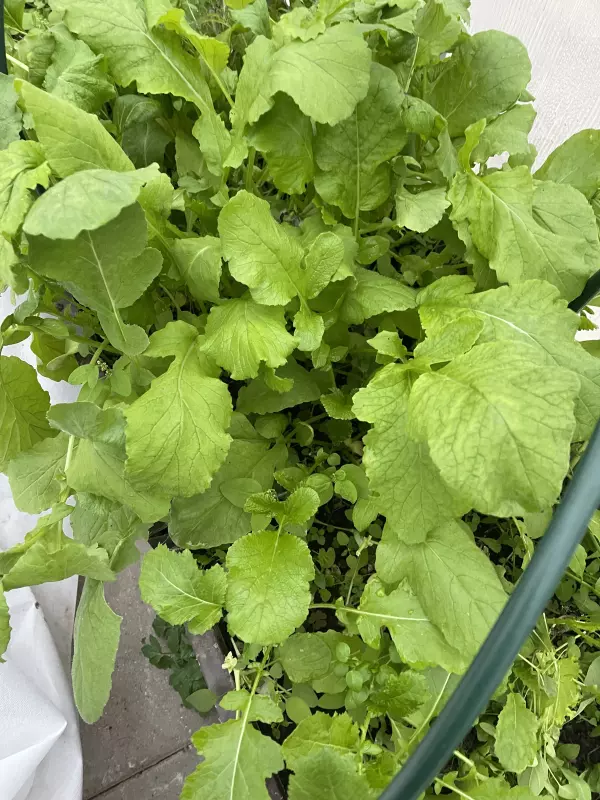 Загородная жизнь - обустройство на земле во всем разнообразии