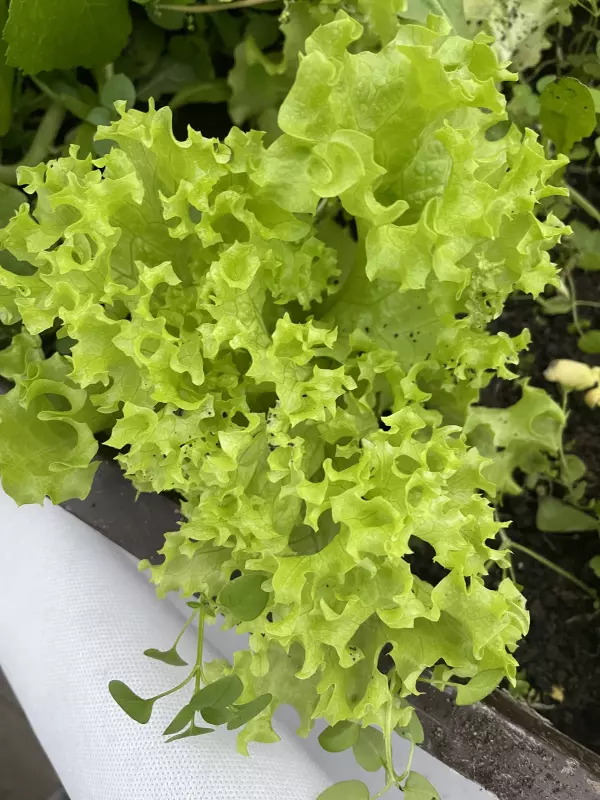 Загородная жизнь - обустройство на земле во всем разнообразии