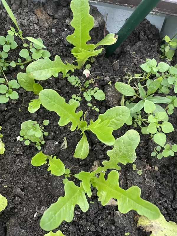 Загородная жизнь - обустройство на земле во всем разнообразии