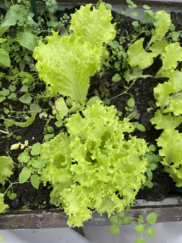 Загородная жизнь - обустройство на земле во всем разнообразии