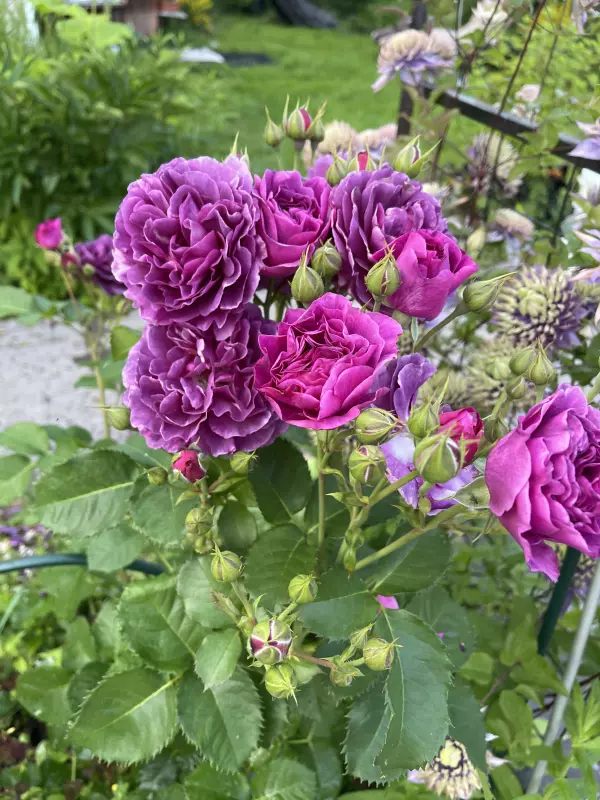 Загородная жизнь - обустройство на земле во всем разнообразии