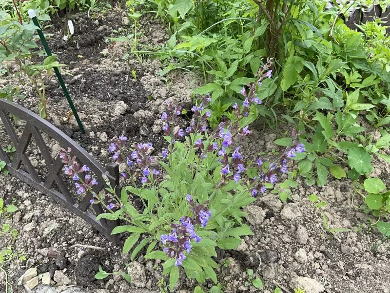 Загородная жизнь - обустройство на земле во всем разнообразии